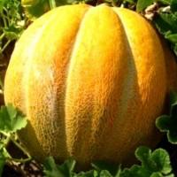 Продам дыню сорт Эфиопка