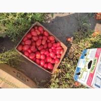 Продам помидор сливка