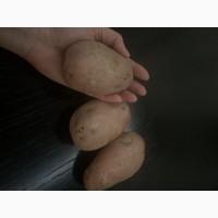 Продам товарну картоплю