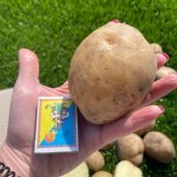 Продам товарну картоплю