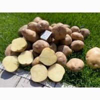Продам товарну картоплю