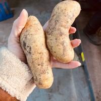 Продам товарну картоплю