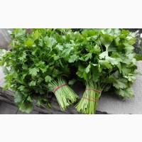 Продам зелень петрушки