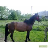 Продам коня