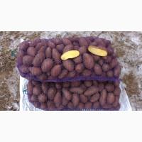 Продам бюджетный картофель