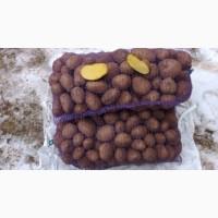 Продам бюджетный картофель