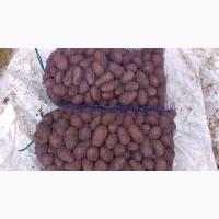 Продам бюджетный картофель