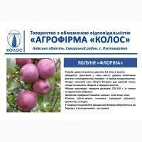Оптова та роздрібна реалізація саджанців плодових дерев