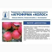 Оптова та роздрібна реалізація саджанців плодових дерев