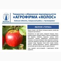 Оптова та роздрібна реалізація саджанців плодових дерев