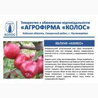 Оптова та роздрібна реалізація саджанців плодових дерев