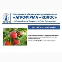 Оптова та роздрібна реалізація саджанців плодових дерев