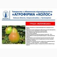 Оптова та роздрібна реалізація саджанців плодових дерев