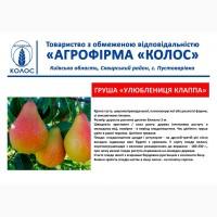 Оптова та роздрібна реалізація саджанців плодових дерев
