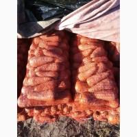 Продам моркву сорт Болевар