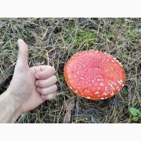 Мухомор красный сушеный. Сорт 1. Урожай 2025 г. Аманита