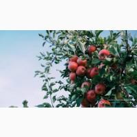 Продам яблука та яблучний сік різних сортів