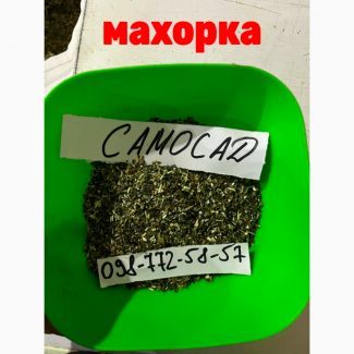 Самосад, махорка, ідеальної якості