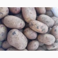 Продам картофель тирас