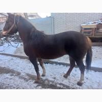 Продам кобилу робочу
