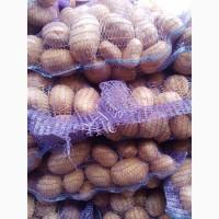 Продам картофель бюджет