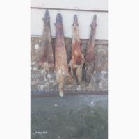 Продам шкури лисиці
