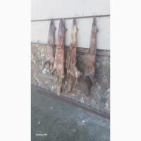 Продам шкури лисиці