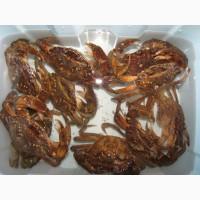 Крабы живые и свежемороженные. Черноморские. Свежие. Мясо краба