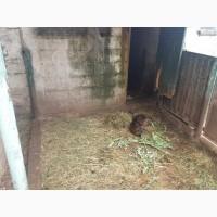 Продам нутрий живым весом