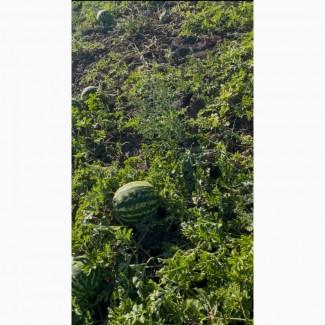 Продам кавун Продюсер дуже солодкий 5-10 кг Черкаська обл