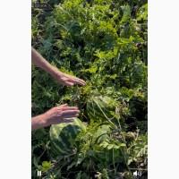 Продам кавун Продюсер дуже солодкий 5-10 кг Черкаська обл