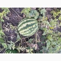 Продам кавун Продюсер дуже солодкий 5-10 кг Черкаська обл