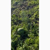 Продам кавун Продюсер дуже солодкий 5-10 кг Черкаська обл