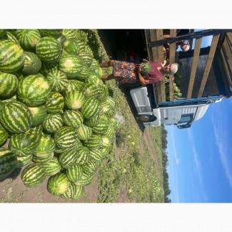 Продам дуже солодкий кавун Продюсер (Уманський район)