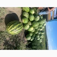 Продам дуже солодкий кавун Продюсер (Уманський район)