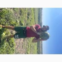 Продам дуже солодкий кавун Продюсер (Уманський район)