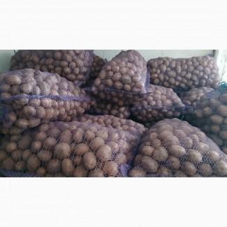 Продам насіневу картоплю Біла Росса (2 репродукція)