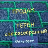 Продам терн ( терен ) крупным оптом! Урожай 2025г