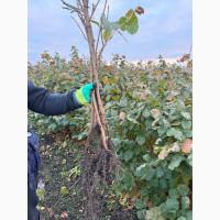 Саджанець фундука Істрійський довгий (Istarski dugi) - дворічний