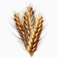 Продам пшеницю фураж 150т, Київська обл, Сквира