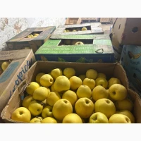 Продам яблуко голден