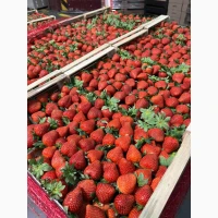 Полуниця, ківі. мандарини, апельсини