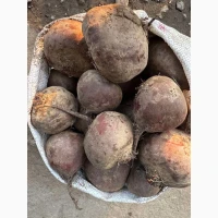 Продам Столовий буряк