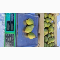 Продам груші. Ноябрьська