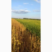 Продам товарну та посівну сою, сорти Піонер (група А), Аполо та Ментор