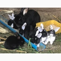 Продам кролів великої породи, живою вагою, різного віку