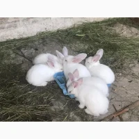 Продам кролів великої породи, живою вагою, різного віку