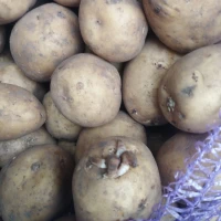 Продам посадкову картоплю Рівєра, друга репродукції