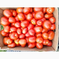 Продам помідор сливка сорт Галілея