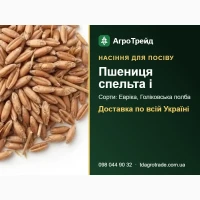 Продам насіння спельти та полби - Евріка, Голіковська полба
